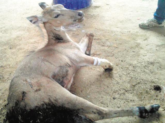 The four-month-old nilgai was operated upon at a veterinary hospital, run by an NGO, on Thursday.(HT Photo) The four-month-old nilgai was operated upon at a veterinary hospital, run by an NGO, on Thursday.(HT Photo)