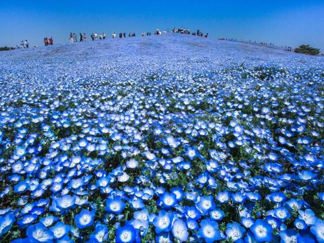 ‘Blue heaven’ in Mawatari, Ibaraki, Japan: When the views of the world was a beautiful color, people would be very happy. We pleased to be alive. It is the spring of superb view. All is blue world. (Photo and caption by Hidenobu Suzuki) (National Geographic)