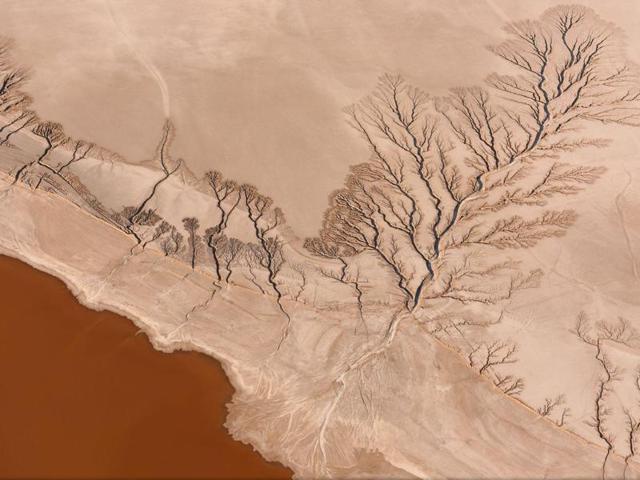 ‘Tree of life’ in Koehn Lake, Mojave Desert, California: Incredibly beautiful and extremely remote, shot from a plane at approximately 1,500 feet above the ground. (Photo and caption by Jassen T) (National Geographic)
