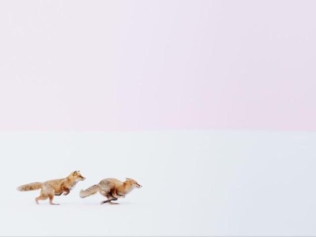 ‘Wherever you go, I will follow you!’ in Biei, Hokkaido, Japan: Romance is in the air. It was the time of day immediately following sunset. I heard a voice. “Wherever you go, I will follow you” the voice says. (Photo and caption by Hiroki Inoue) (National Geographic)