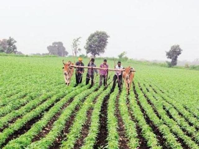The act seeks to provide a framework for settlement of non-institutional agricultural debts.(HT Photo) The act seeks to provide a framework for settlement of non-institutional agricultural debts.(HT Photo)
