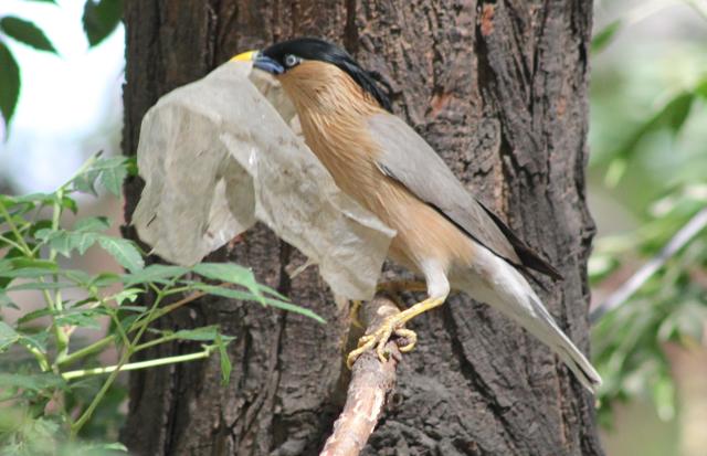 Large parts of the forest, which is spread over 435 acre of land in south Delhi, are littered with plastic bags, discarded bottles and pan masala pouches (Photo Courtesy Surya Prakash) Large parts of the forest, which is spread over 435 acre of land in south Delhi, are littered with plastic bags, discarded bottles and pan masala pouches (Photo Courtesy Surya Prakash)