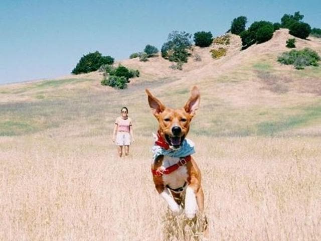 This one’s dog Maliboos has learnt how to fly. (Instagram/quequequeso) 