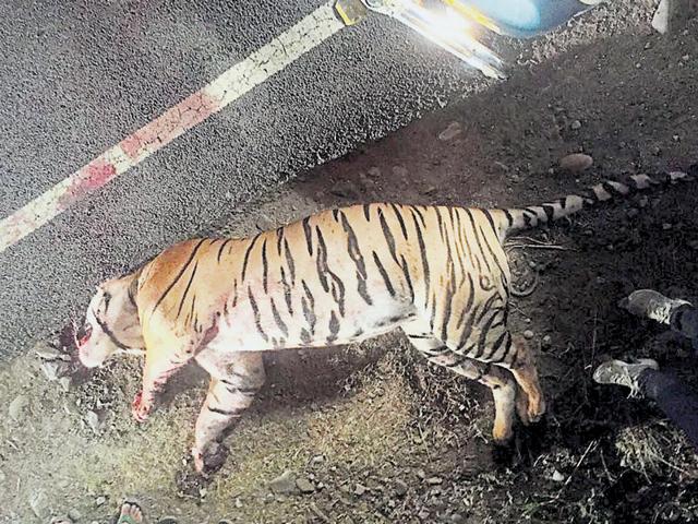 The dead tiger in Haridwar. It is for the first time a tiger died in a road accident(HT Photo)