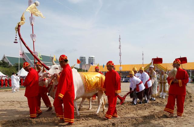 Thai officials dressed in traditional costumes walks with oxen during the annual royal ploughing ceremony in central Bangkok, Thailand, May 9, 2016. (REUTERS) Thai officials dressed in traditional costumes walks with oxen during the annual royal ploughing ceremony in central Bangkok, Thailand, May 9, 2016. (REUTERS)