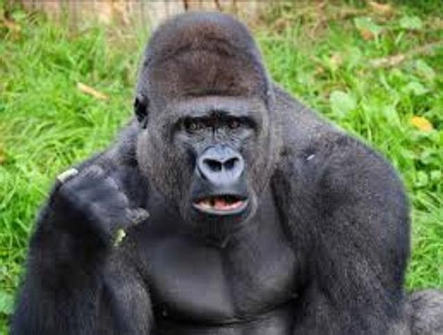 Not just humans, this principle applies to gorillas, chimpanzees and orangutans as well. Not just humans, this principle applies to gorillas, chimpanzees and orangutans as well.