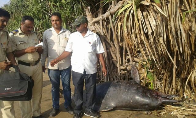 (Ankit Vyas (Forest Department)) (Ankit Vyas (Forest Department))