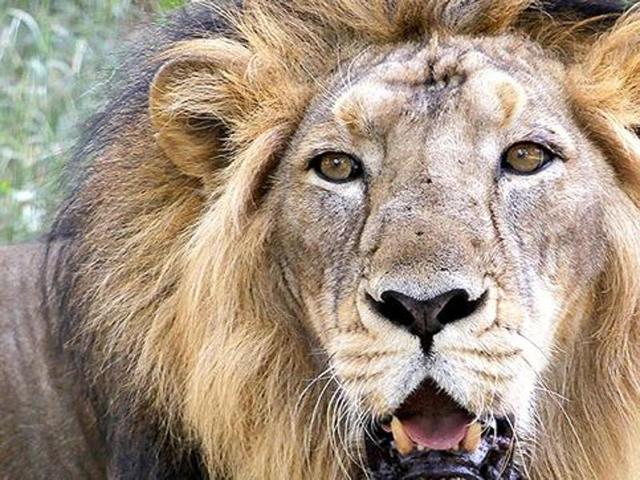 91 Asiatic lions died in Gujarat last year, thirteen more than 2014. (AP File Photo) 91 Asiatic lions died in Gujarat last year, thirteen more than 2014. (AP File Photo)