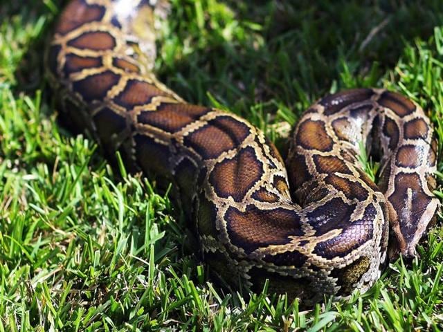 (Representative image) The gang used a snake to threaten the victim at the farmhouse in Hyderabad. (AFP Photo) (Representative image) The gang used a snake to threaten the victim at the farmhouse in Hyderabad. (AFP Photo)