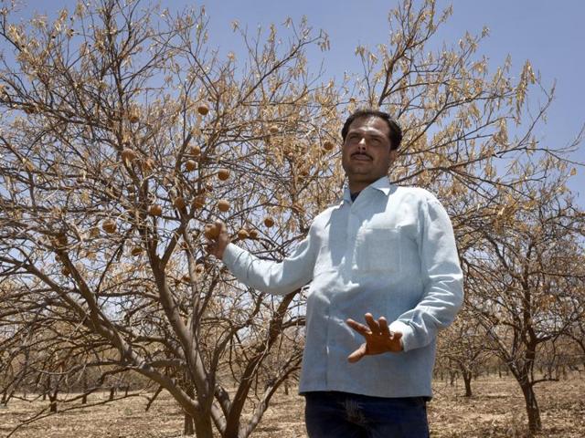 Sampat Jadav, a farmer, who lost his sweet lime crop at Navegaon village in Marathwada owing to the drought.(Satish Bate/HT) Sampat Jadav, a farmer, who lost his sweet lime crop at Navegaon village in Marathwada owing to the drought.(Satish Bate/HT)