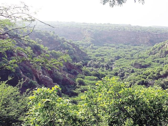 The region has recorded a temperature of 46 degrees Celsius and it is very difficult for animals to find water in the area.(HT File Photo) The region has recorded a temperature of 46 degrees Celsius and it is very difficult for animals to find water in the area.(HT File Photo)