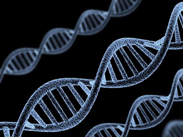 The genes singled out by the study were strongly active in the brain -- especially prenatally -- and probably play a role in neural development, the researchers found.(Alamy)