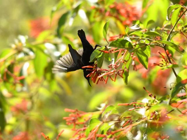 The charms of nature. A male purple Sunbird in Delhi’s greens... (Sanjeev Verma/HT PHOTO) 