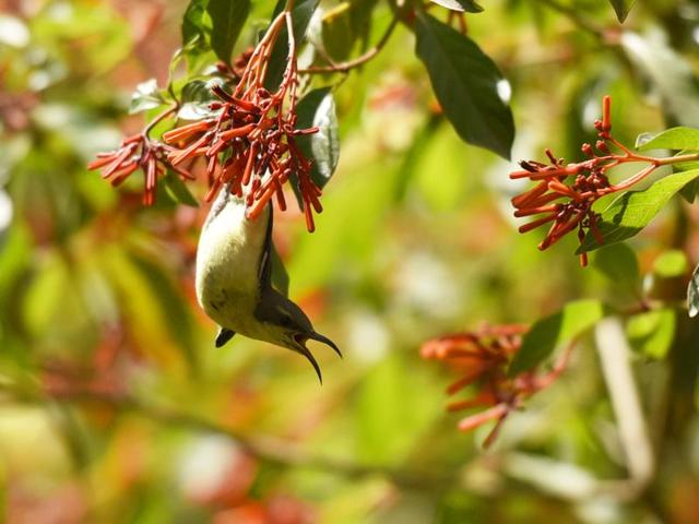 A purple Sunbird goes about its ritual in the midst of Delhi’s greens.  (Sanjeev Verma/HT PHOTO) 