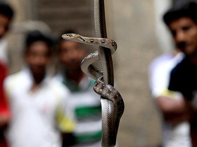 Snakebite victims biting back the reptile is not uncommon in Jharkhand as people in the tribal villages believe eating the snake after being bitten helps wear off the poison.(Representative image)