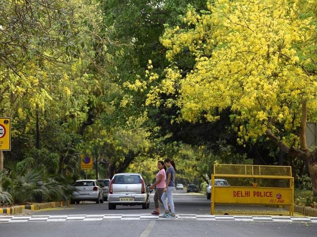 Amaltas is a common flowering tree found in the Indian subcontinent and neighbouring Southeast Asia. (Sanjeev Verma/HT PHOTO) 