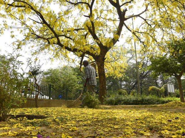 Spread across the subcontinent, Amaltas (Hindi and Urdu) is Aragvadha, Chaturangula and Suvarnaka in Sanskrit, Konrai in Tamil, Sunari in Odia, Kanikkonna or Vishu Konna in Malayalam and Xonaru in Assamese.  (Sanjeev Verma/HT PHOTO) 
