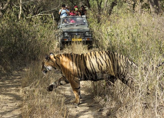 While the protection measures in the buffer area, thriving tourism keeps the Ranthambore Tiger Reserve management occupied (Kumar Sambhav Shrivastava/HT Photo) While the protection measures in the buffer area, thriving tourism keeps the Ranthambore Tiger Reserve management occupied (Kumar Sambhav Shrivastava/HT Photo)