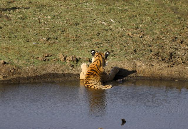 At 41 adult tigers, scientists believe, the RNP tiger population has reached a saturation point (Kumar Sambhav Shrivastava/ HT Photo) At 41 adult tigers, scientists believe, the RNP tiger population has reached a saturation point (Kumar Sambhav Shrivastava/ HT Photo)