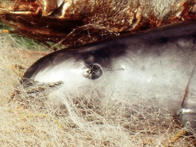 Only 60 left: World's smallest porpoise nears extinction in Mexico