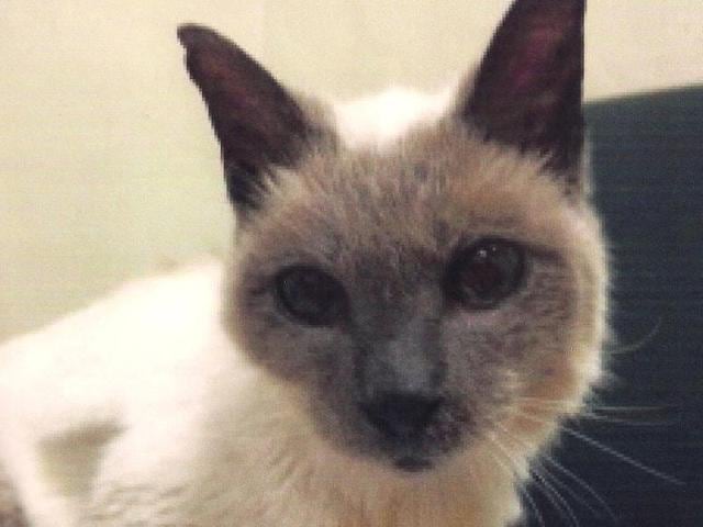 Scooter, the Siamese cat who was born during the Reagan administration, was named by Guinness World Records as the world’s oldest cat. (AP Photo)
