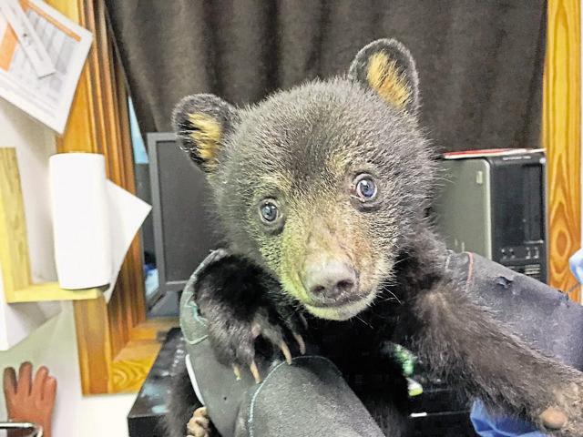 A most endearing wildlife rescue took place on May 9, 2016, when the Augusta County Sheriff’s office brought to the Wildlife Center of Virginia a bear cub, who had lost his mother and sibling to a hit-and-run road kill. The cub possessed the most striking pair of blue eyes, reflecting in them innocence and acute consciousness of loss and trauma. (Photo: Wildlife Center of Virginia) A most endearing wildlife rescue took place on May 9, 2016, when the Augusta County Sheriff’s office brought to the Wildlife Center of Virginia a bear cub, who had lost his mother and sibling to a hit-and-run road kill. The cub possessed the most striking pair of blue eyes, reflecting in them innocence and acute consciousness of loss and trauma. (Photo: Wildlife Center of Virginia)