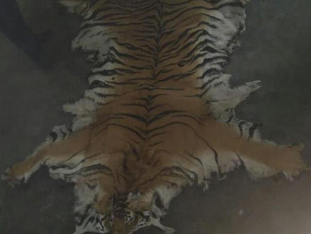 The tiger skin seized from three persons during a raid near Rajaji National Park(HT Photo)