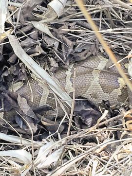 A glimpse of the python. (Photo: Vikram Jit Singh) A glimpse of the python. (Photo: Vikram Jit Singh)