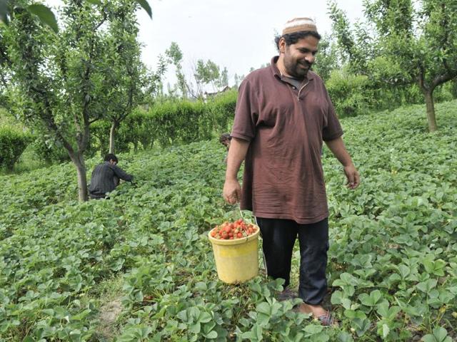 Strawberries are usually the first fruit crop that comes to the market and get a good price. (Waseem Andrabi/HT Photo )