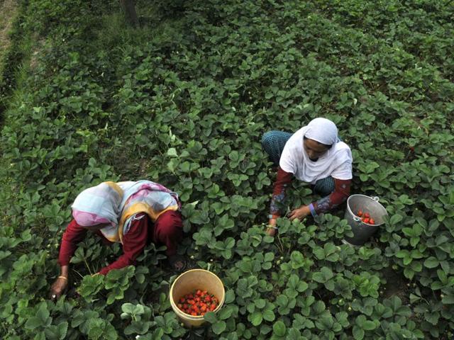 Kashmiri farmers harvest strawberries at a farm on the outskirts of Srinagar. (Waseem Andrabi/HT Photo )