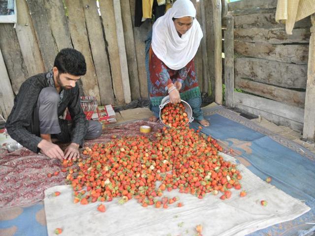 Ripe strawberries brought for packaging before being sent to the market. (Waseem Andrabi/HT Photo )