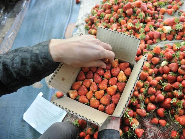 Every straberry is handpicked and is of the finest quality. (Waseem Andrabi/HT Photo )