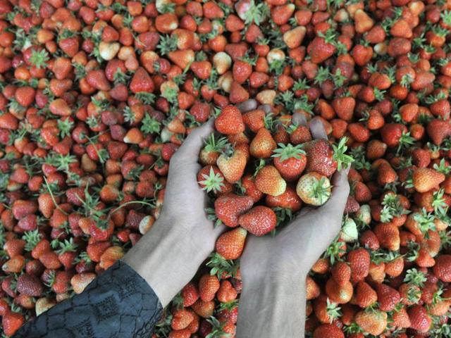 Kashmiri farmers are expecting a good crop this year because favourable weather conditions. (Waseem Andrabi/HT Photo )