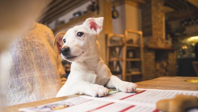 Dogs are now treated with medicines designed for their human owners or behavioural training, which can be ineffective or come with side effects. (iStock) Dogs are now treated with medicines designed for their human owners or behavioural training, which can be ineffective or come with side effects. (iStock)