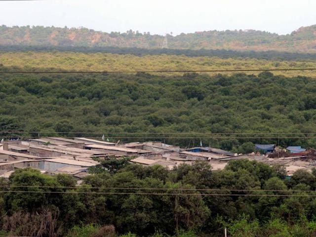 A mangrove (Hindustan Times) A mangrove (Hindustan Times)