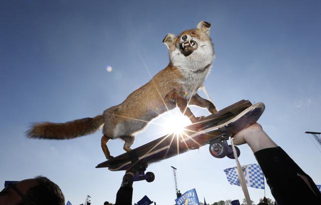 Leicester fans with a pretend fox before the parade. (REUTERS) Leicester fans with a pretend fox before the parade. (REUTERS)