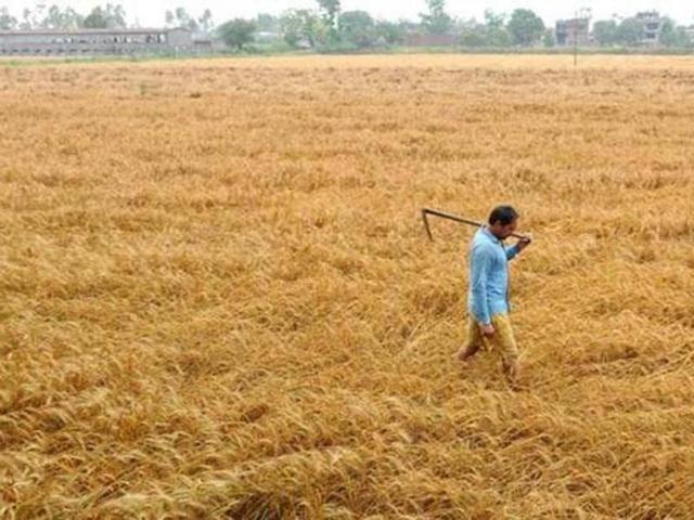 Giving credit to farmers, CAO Balwinder Singh Chinna said here on Tuesday that the high yield was mainly due to the fact the farmers followed practices recommended by the agriculture department and the Punjab Agricultural University (PAU), Ludhiana. (HT Photo) Giving credit to farmers, CAO Balwinder Singh Chinna said here on Tuesday that the high yield was mainly due to the fact the farmers followed practices recommended by the agriculture department and the Punjab Agricultural University (PAU), Ludhiana. (HT Photo)