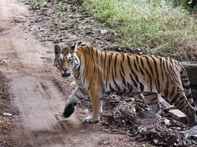 Two days after Hindustan Times reported that surplus tigers dispersing out of the Ranthambore National Park might become easy targets for poachers, Union minister of environment, forest and climate change Prakash Javadekar said his ministry will work out a scheme to incentivise industry for reforesting tiger corridors under the “compensatory afforestation scheme”.(Hindustan Times Photo)