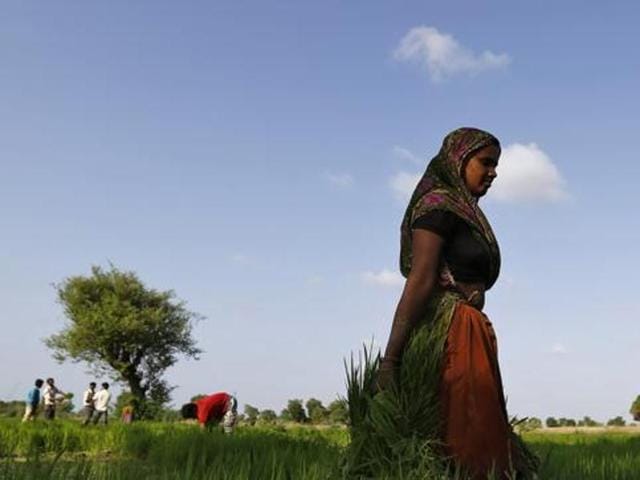 The only crop likely to register an increase in output is wheat at 94.04 million tonnes in 2015-16 compared to 86.53 million tonnes in the previous year (REUTERS) The only crop likely to register an increase in output is wheat at 94.04 million tonnes in 2015-16 compared to 86.53 million tonnes in the previous year (REUTERS)
