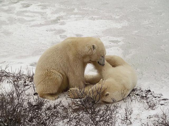 Polar bears can be seen from inside the Tundra Lodge, a caravan-like lodging in Churchill, Canada Polar bears can be seen from inside the Tundra Lodge, a caravan-like lodging in Churchill, Canada