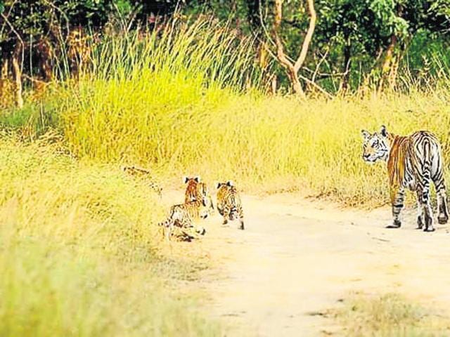 The NCTA found violation of laws in construction of tiger safari in Pench national park. (HT file photo) The NCTA found violation of laws in construction of tiger safari in Pench national park. (HT file photo)