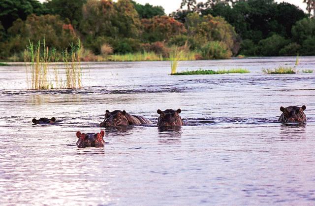 Herds of elephants and hippos are a common sight for guests at The Royal Livingstone Resort in Zambia (Getty Images) Herds of elephants and hippos are a common sight for guests at The Royal Livingstone Resort in Zambia (Getty Images)