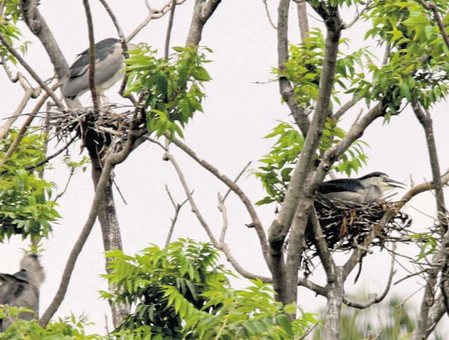 Night heron and cormorant working on their nests. Indigenous birds are busy securing a place for breeding and are gathering nesting material, the most important activity of the season for birds.(HT Photo) Night heron and cormorant working on their nests. Indigenous birds are busy securing a place for breeding and are gathering nesting material, the most important activity of the season for birds.(HT Photo)