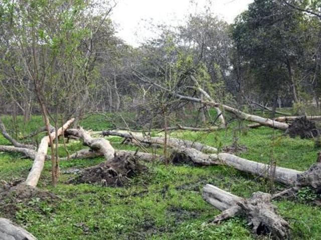 Pronouncing the orders, Justice Swatanter Kumar said there was indiscriminate cutting of trees in Punjab for widening roads and canal banks. (HT Photo) Pronouncing the orders, Justice Swatanter Kumar said there was indiscriminate cutting of trees in Punjab for widening roads and canal banks. (HT Photo)