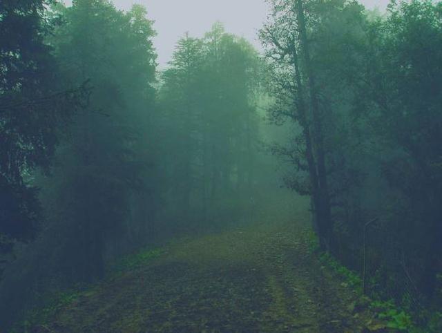 Hikes, treks and walks are the best way of seeing, experiencing and sharing Shimla. (Instagram)