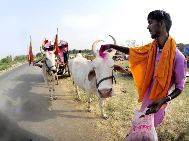 Their cattle are particularly healthy as they get donations from many who touch the cow for perceived purification. (Ravi Kumar/HT Photo)