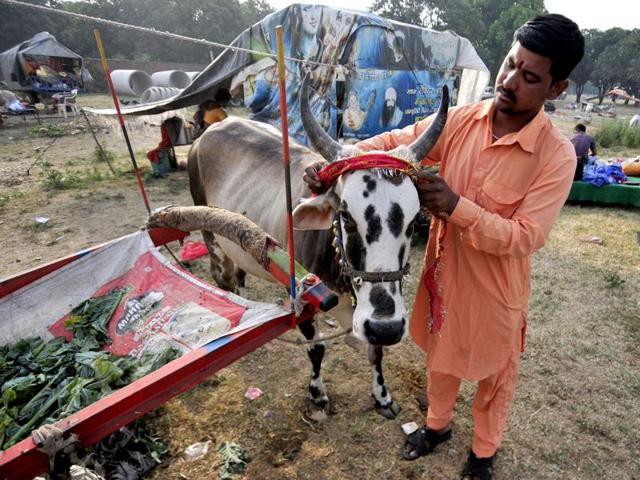 Traditionally into cow-rearing, they say the journey started due to scarcity of water at their native place. (Ravi Kumar/HT Photo)