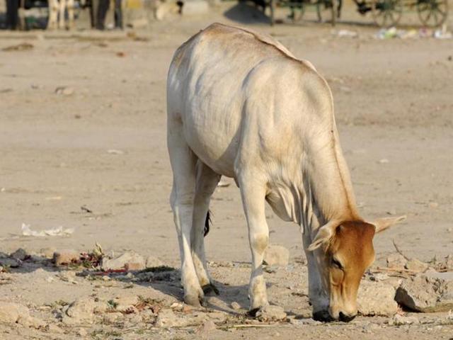 The two accused were arrested on Thursday by district rural police and a total of 265 kg of meat was seized. (Sunil Ghosh/HT photo for representation)