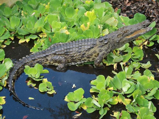 There is little evidence as yet of a wider army of Nile crocodiles in Florida, but the discovery raises the possibility of another harmful introduced species in the state. (AP Photo) There is little evidence as yet of a wider army of Nile crocodiles in Florida, but the discovery raises the possibility of another harmful introduced species in the state. (AP Photo)