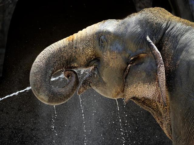 An elephant drinks water from a hose to keep itself up with the hot weather at the National Zoological Park in New Delhi. (Gurinder Osan/HT PHOTO) 